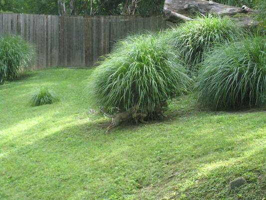 IMG_0164 (08-26-2012 09:47)