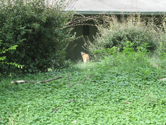 IMG_0174 (08-26-2012 10:01)