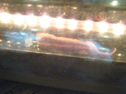 IMG_0220 (08-26-2012 11:20)