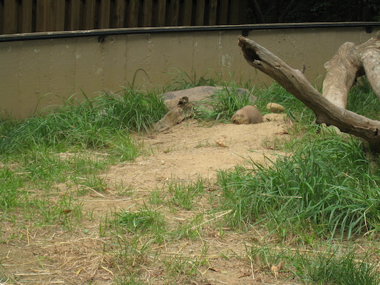 IMG_0242 (08-26-2012 12:32)