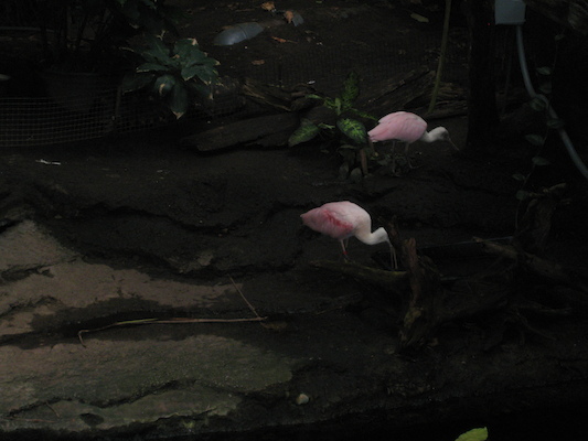 IMG_0249 (08-26-2012 13:36)