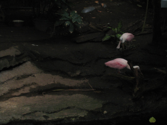 IMG_0250 (08-26-2012 13:36)