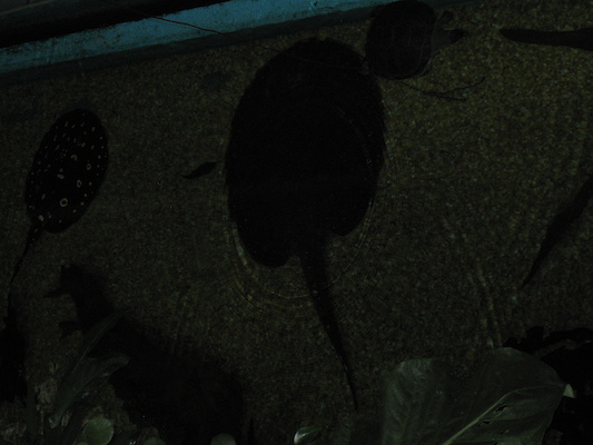 IMG_0256 (08-26-2012 13:38)