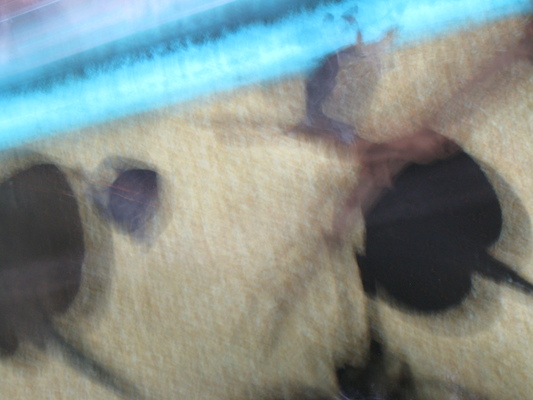 IMG_0257 (08-26-2012 13:38)