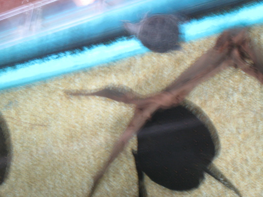 IMG_0258 (08-26-2012 13:38)