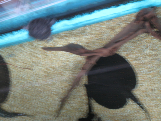 IMG_0259 (08-26-2012 13:38)