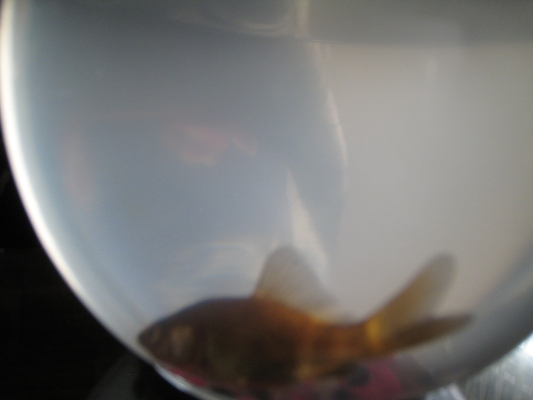 IMG_0390 (08-30-2012 09:17)