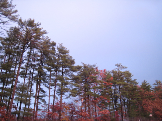 IMG_0437 (11-13-2012 17:32)