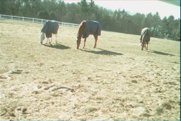 IMG_1675 (01-27-2013 11:42)