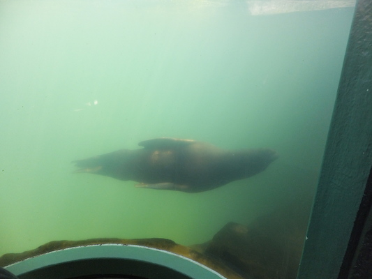 DSCF5746 (07-09-2013 10:53)