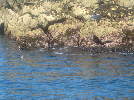 IMG_0048 (07-06-2013 06:07)