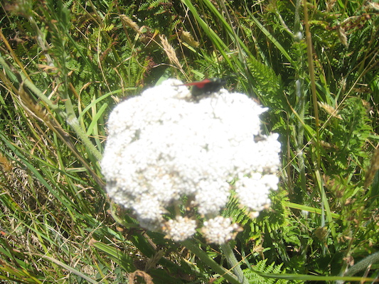 IMG_0131 (07-06-2013 08:47)