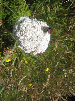 IMG_0132 (07-06-2013 08:47)