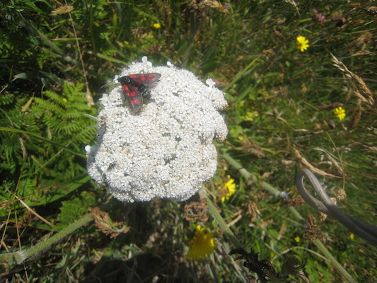 IMG_0133 (07-06-2013 08:47)