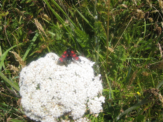 IMG_0134 (07-06-2013 08:47)