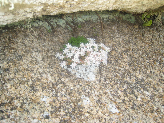 IMG_0144 (07-06-2013 08:52)