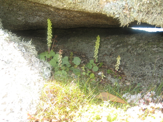 IMG_0149 (07-06-2013 09:08)