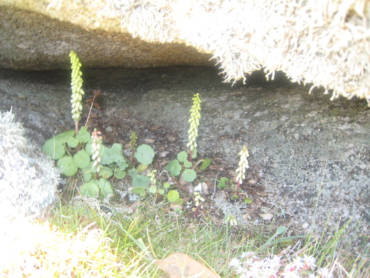 IMG_0152 (07-06-2013 09:09)