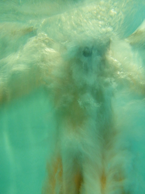 P1000077 (09-06-2013 18:56)