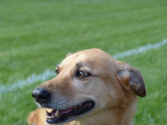 P1000144 (09-21-2013 13:35)