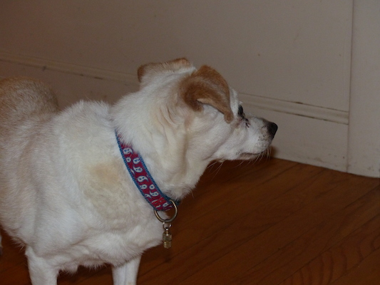 P1000224 (09-22-2013 08:09)