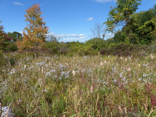 P1000232 (09-22-2013 14:20)