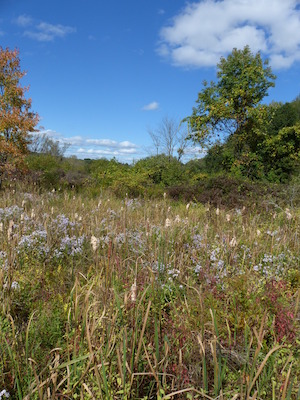 P1000233 (09-22-2013 14:20)