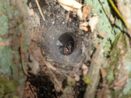 P1000253 (09-22-2013 14:50)