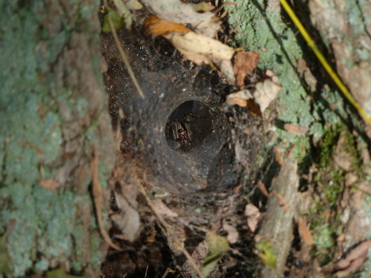 P1000254 (09-22-2013 14:50)