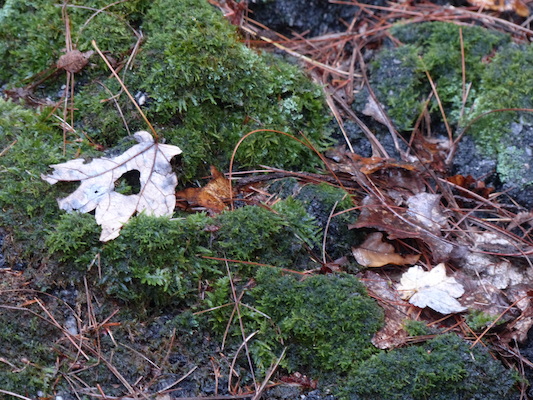 P1000452 (10-06-2013 09:49)