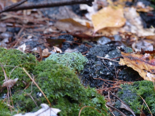 P1000453 (10-06-2013 09:50)