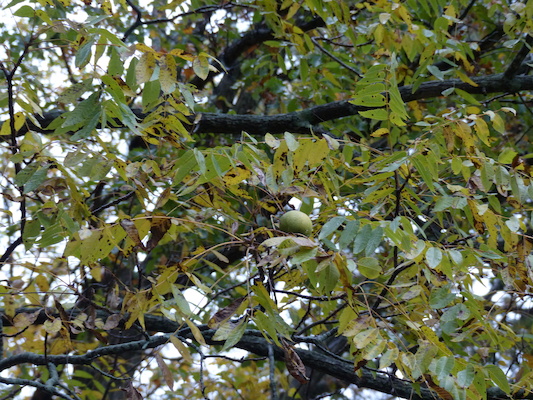 P1000454 (10-06-2013 09:55)