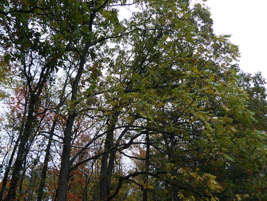 P1000455 (10-06-2013 09:55)