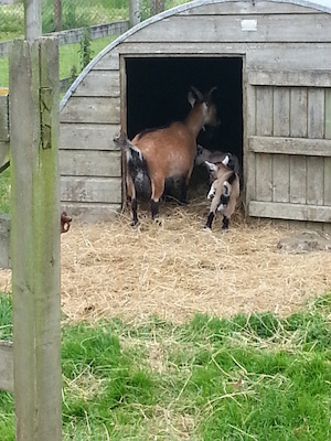 IMG_20130630_151856 (06-30-2013 15:18)