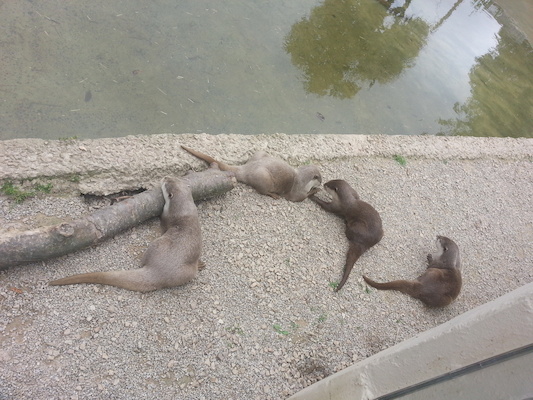 IMG_20130630_160213 (06-30-2013 16:02)