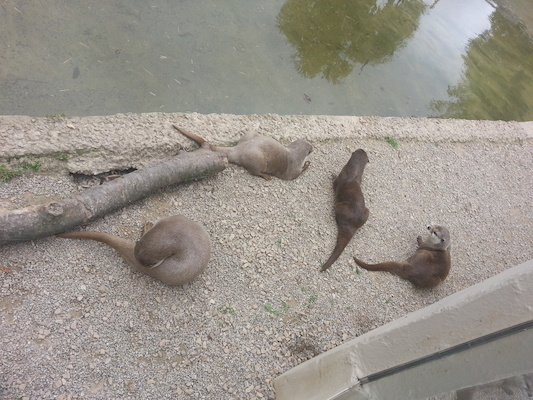 IMG_20130630_160219 (06-30-2013 16:02)