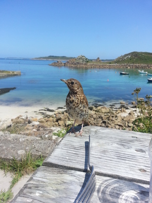 IMG_20130706_130445 (07-06-2013 13:04)