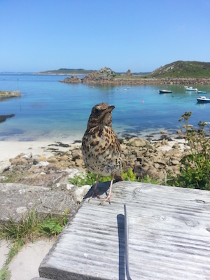 IMG_20130706_130452 (07-06-2013 13:04)