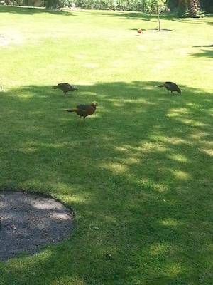 IMG_20130708_112536 (07-08-2013 11:25)