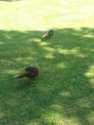 IMG_20130708_112545 (07-08-2013 11:25)