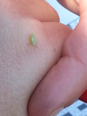 IMG_20130709_112115 (07-09-2013 11:21)