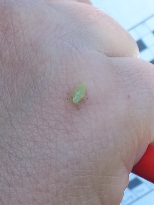 IMG_20130709_112118 (07-09-2013 11:21)