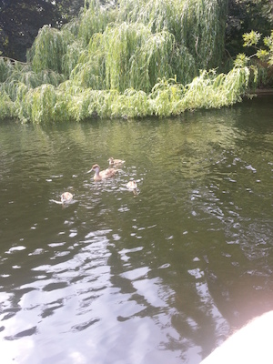 IMG_20130721_141657 (07-21-2013 14:16)