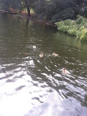 IMG_20130721_141701 (07-21-2013 14:17)