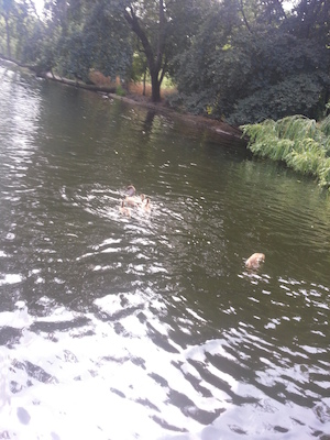 IMG_20130721_141704 (07-21-2013 14:17)