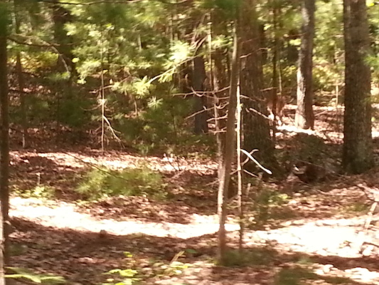 IMG_20130824_144530 (08-24-2013 14:45)