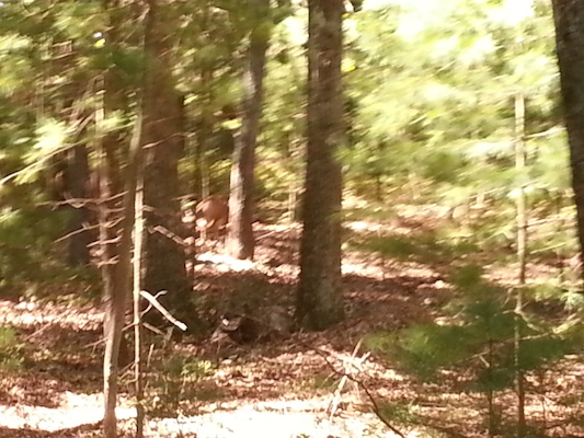 IMG_20130824_144531 (08-24-2013 14:45)