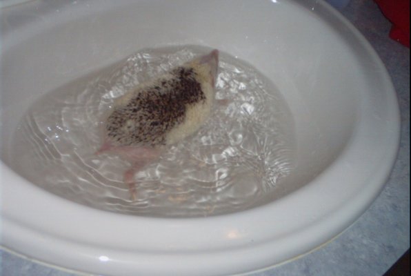 IMG_1684 (11-21-2013 07:57)