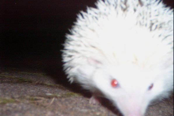 IMG_1706 (11-21-2013 07:57)