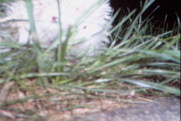 IMG_1709 (11-21-2013 07:57)